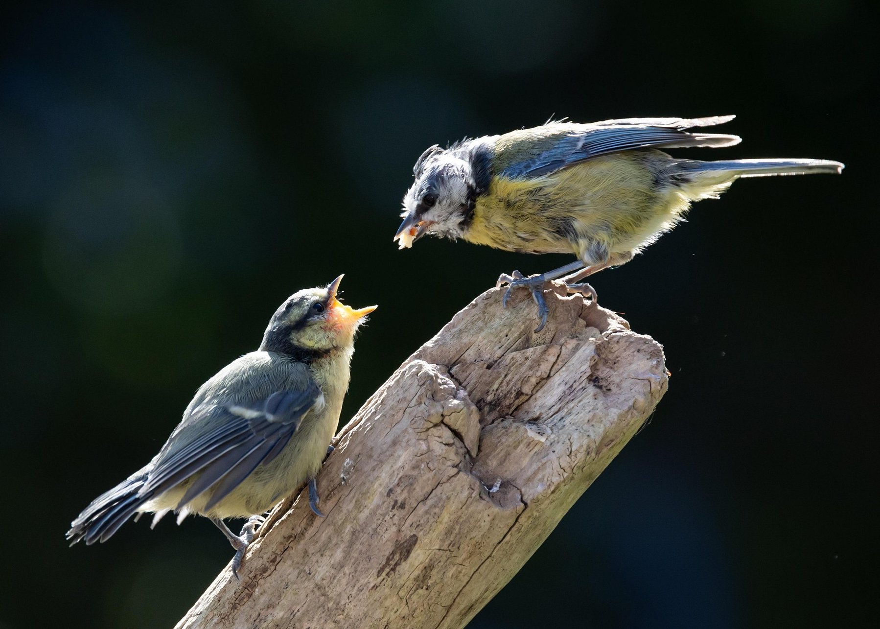Spor o první jídlo
